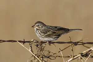North American Birds Images Drucke: Vesper Sparrow