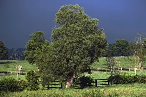 Rural Agricultural Scenes Drucke: View of fields and trees with storm clouds behind