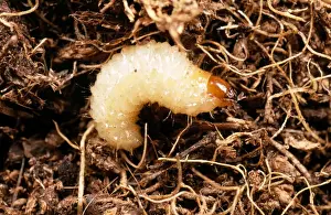 Garden Pest Control Drucke: Vine Weevil Larva