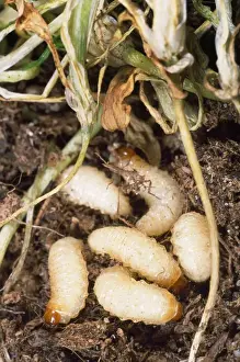 Wildlife Photography Prints Online Drucke: Vine Weevil Larvae