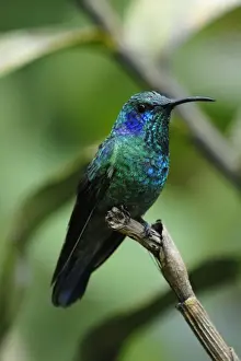 Unique Bird Species Pictures Drucke: Violet sabrewing