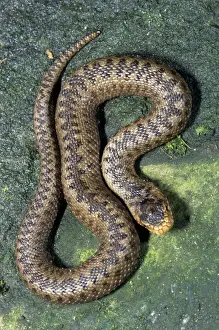European Adder Species Drucke: Viper / Adder - Belgium