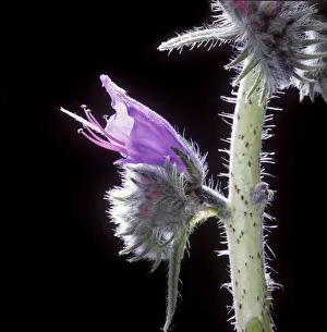 Jean Michel Labat Images Drucke: Viper's buglos - close-up