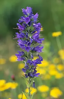 Vipers Bugloss Drucke: Viper's bugloss
