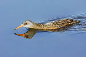 Personal Use Only Prints Available Drucke: Virginia Rail