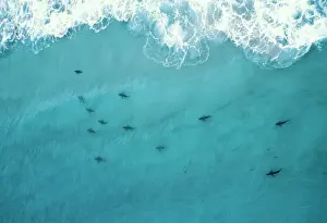 Drucke von VT-6172 SCHWANEN - Ab einer Surfstrand nordwestlich von Sydney, Australien Karcharinidae-Sp Weißer Hai Drucke: VT-6173