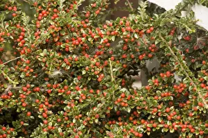 Red Berry Plant Drucke: Wall cotoneaster in fruit