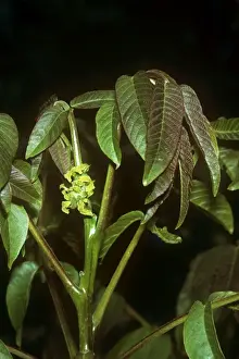 Juglans Regia Plant Drucke: Walnut