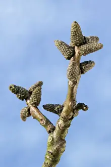 Juglans Regia Images Drucke: Walnut Tree - bud in spring