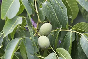 Juglans Regia Plant Drucke: Walnut tree - fruit