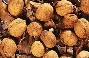 Edible Nuts Drucke: Walnuts - on soil