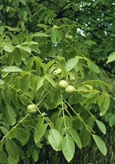 Close Up Walnuts Drucke: Walnuts on Walnut Tree