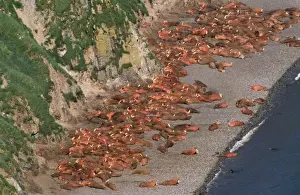 Arctic Wildlife Art Drucke: Walrus - colony