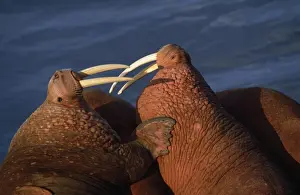 Wildlife Coastal Scenes Drucke: Walruses - close-up