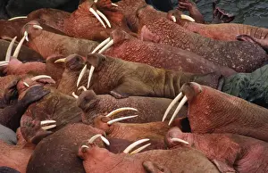 Ocean Wildlife Photography Prints Drucke: Walruses - colony