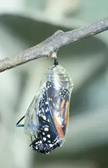 Danaus Plexippus Images Drucke: Wanderer Butterfly - Emerging. Part of sequence