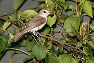 Unique Wildlife Photography Drucke: Warbling Vireo