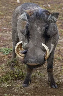 Wildlife Art Prints For Sale Drucke: Warthog - Africa