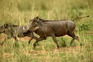Namibian Wildlife Images Drucke: Warthog Namibia