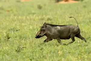 Drucke von Wat 8248 Warthog Namiibia Afrika Phacochoerus africanus von M.Watson Beachten Sie bitte, dass die Drucke nur für persönliche Anzeigezwecke gedacht sind und nicht reproduziert werden dürfen Warzenschwein Drucke: Kuhgeißen in Naminia