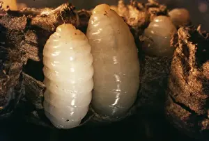 British Insect Photography Drucke: Wasp Grubs