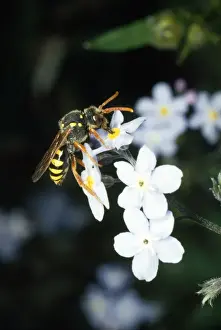 Wildlife Insects Images Drucke: Wasp Mimic Bee