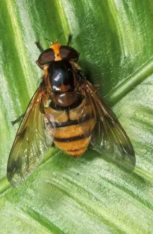 Gottesanbeterin-Fliegenrabe Großbritannien