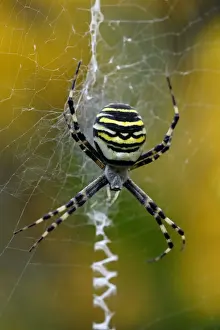 Hessen Germany Wildlife Drucke: Wasp Spider - female in web, showing zig-zag pattern, Hessen, Germany