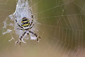 British Wildlife Insects Drucke: Wasp Spider - in web - UK