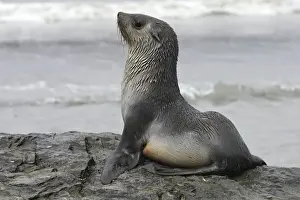 Marine Mammal Pictures Drucke: WAT-17155