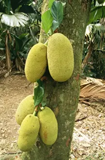 Artocarpus Heterophyllus Drucke: WAT-7546