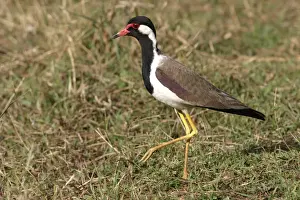 M Watson Wildlife Photographer Drucke: WAT-9854