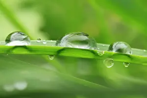 Close Up Water Drops Drucke: Water Droplets