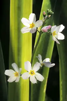 Johan De Meester Artwork Drucke: Water Violet