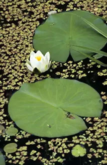 Waterlily Flower Drucke: Waterlily