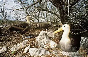 Ecuadorian National Parks Animals Drucke: Waved Albatross - Punta Suarez, Espanola Island, Galapagos Islannds AU-758