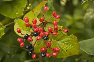 Red Fruit Plant Drucke: Wayfaring tree, in fruit