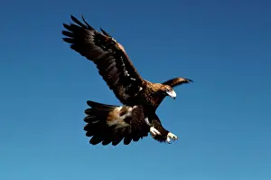 Drucke von WEDGE-TAIL-EAGLE AUS 177 IN FLUGT AUSTRALIA AQILA AUDAX NICHOLAS BIRKS / AUSECAPE / ARDEA.COM AUSECAPE bitte beachten Sie Ehrfurcht einflößende Vogeldrucke: Erdfalk auf Flug