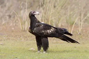 Scheitelhalter Adler Gründlich in fast ganz Australien verbreitet. Dieses Vogel kam auf einen toten Wallabi heran.Neben der Gibb River Road im Kimberley, Westaustralien