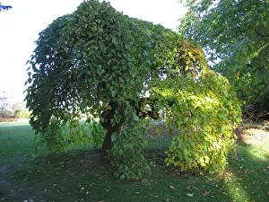 Ardea Wildlife Prints For Sale Drucke: Weeping White Mulberry Tree