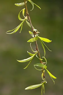 Weeping Willow Drucke: Weeping Willow - leaves in spring