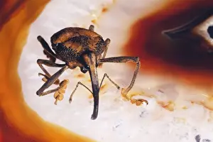 Insect Photography Art Drucke: Weevil Brazil