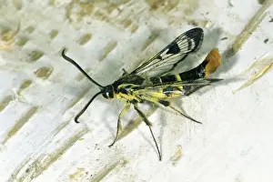 Lower Saxony Germany Nature Drucke: Welsh Clearwing - resting on birch stem, Lower Saxony, Germany
