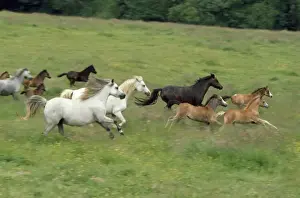 Jean Paul Ferrero Artwork Drucke: Welsh Mountain Ponies - type A