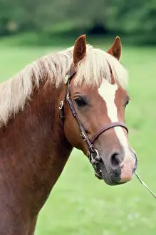 Horse Head Close Up Drucke: Welsh Pony