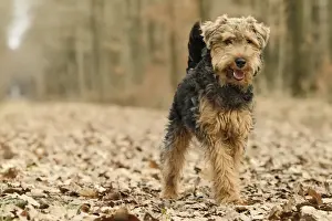 Welschterrier