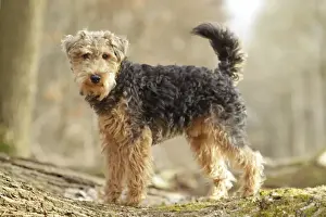 Walisischer Terrier