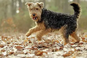 Welschterrier