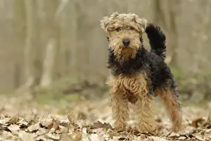 Welscher Terrier