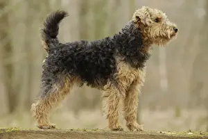 Welscher Terrier